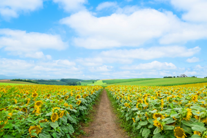 Основні та єдині технології вирощування соняшнику в Україні