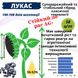 Насіння соняшника гібрид – ЛУКАС OR 7+ ВИСОКОВРОЖАЙНИЙ, ПОСУХОСТІЙКИЙ, 100-108 дн.