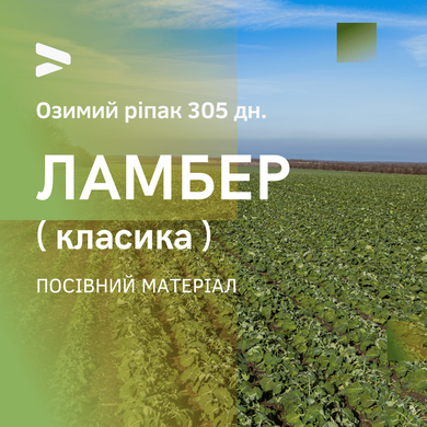 ЛАМБЕР (КЛАССИКА) 305 дн. Семена озимого рапса, гибрид украинской селекции от компании АРТ АГРО