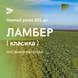 ЛАМБЕР (КЛАСИКА) 305 дн. Насіння озимого ріпаку, гібрид української селекциї від компаниї АРТ АГРО