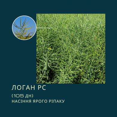 Насіння ярого Ріпаку ЛОГАН РС - Середньоранній (105-107 дн.)