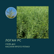 Насіння ярого Ріпаку ЛОГАН РС - Середньоранній (105-107 дн.)