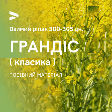 ГРАНДІС ( класика) 300 - 305 дн. Насіння озимого ріпаку, гібрид середньоранній від Української селекції, НК"ГРАН"