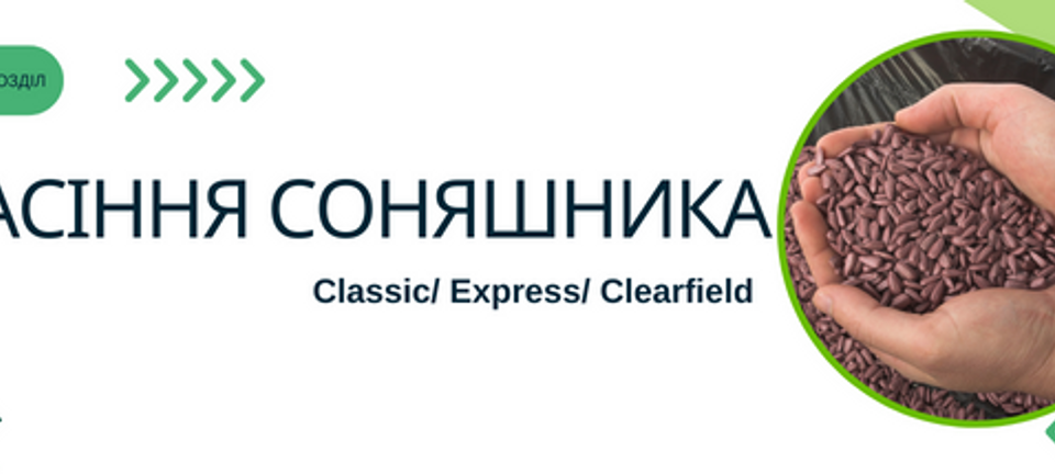 Banner from design соняшник