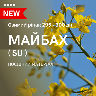 МАЙБАХ SU (305-310 дн.) Семена озимого рапса от Института селекции ВНИС