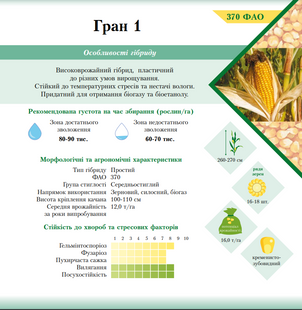 Насіння кукурудзи гібрид ГРАН 1 (ФАО 370) від Української селекції компанії ВНІС
