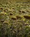 Насіння соняшнику САНТОС ПЛЮС (100-105 дн.) під євро-лайтнінг, високоврожайний