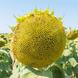 Насіння соняшнику САНТОС ПЛЮС (100-105 дн.) під євро-лайтнінг, високоврожайний